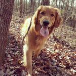 Dolly West - @darlingdolly_thegolden - Instagram
