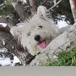 westie dolly in bdb garten - @westie_dolly_im_bdb_garten - Instagram