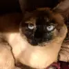 Dolly Wolfe-Comer - @dolly.wolfecomer - TikTok