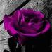 Dolores Cisneros - Facebook