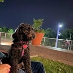 Dolores Cooley - @dolorestheexplorerpup - Instagram