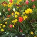 Dolores Corcoran - Facebook