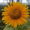 Dolores David - @david.shop2022 - TikTok