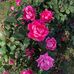 Dolores Dietrich Grimm - Facebook