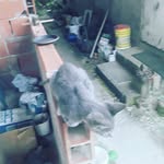 Dolores Howard - @notnice_xr - Instagram