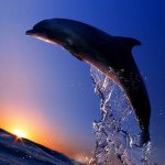 Dolores Perry - @kitten_lover_55 - Instagram