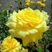 Dolores Rocha - Facebook
