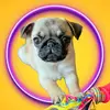 dolores - @dolores_thepug - TikTok