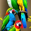 shelleymdoloresj - @shelleymdoloresj - TikTok