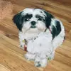 Dolores Smyth - @dolores.smyth6 - TikTok