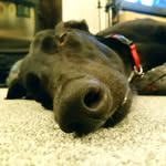Dom Wright - @tommy_greyhound - Instagram
