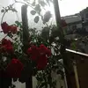 Domenico Celi - @domenico.celi2 - TikTok