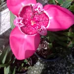 Dominga Blanco - @dominga.blanco.923 - Instagram