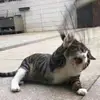 Domingo.Botello - @domingo.botello - TikTok