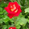 candelaria - @candelaria.domingo - TikTok