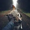 domingotrillosabo - @domingotrillosabo - TikTok