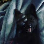 Dominic cox - @dcox66809 - Instagram