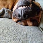Dominic N. Post-Petkus - @angelo.grey.678 - Instagram