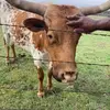 Dominic Roy - @dominic.roy5 - TikTok