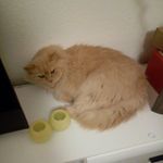 dominic schmidt - @dominicschmidt5497 - Instagram