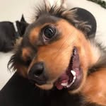 Dominic Tanner - @snickers_the_silly_sausage - Instagram