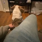 Dominic Mezzatesta - @dominicmezzatesta - Instagram