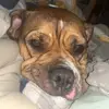 dominic wallace - @dominic.wallace5 - TikTok