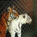 Dominic Stiven Wick - @dominic_steeven - Instagram