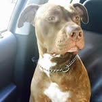 Dominick Pepe - @dpepe71 - Instagram