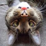 Dominique Benoit - @benoit912 - Instagram