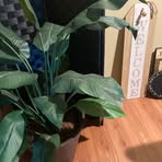 Dominique Grant - Facebook