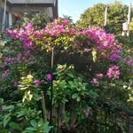 Dominique Larose - @dominiquelarose3 - Instagram