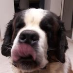 Dominique Ledoux - @dominique.ledoux.773 - Instagram