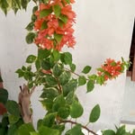 Dominique Leon - @dominiqueleon579 - Instagram