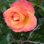Dominique Patrick Rouzo - @dominiquerouzo - Instagram