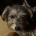 Dominique Schmidt - Facebook