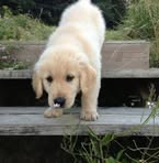 Dominique Thibault - Facebook