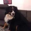 dominiquethibault7 - @dominiquethibault7 - TikTok