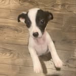 Dominique Valentin - @bizzy_mom678 - Instagram