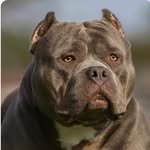 Dominique Wright - @765bullykonnect - Instagram