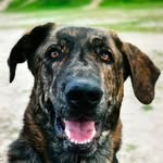 Don Anselmo | Educador Canino - @educaconanselmo - Instagram