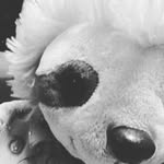 Don Anselmo the sloth - @ima_stuffed_sloth - Instagram
