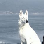 Don Argo - @argo_pastoresvizzero - Instagram