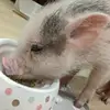 Donasaya - @donasaya - TikTok