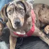 Bojangles - @donbeard0 - TikTok