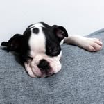 Don - @don.boston_terrier - Instagram