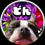ボストンテリアのどんちゃん - @donchan__bostonterrier - Instagram