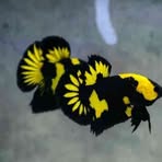 Don Betta - Facebook