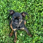 Griffon_ Donis - @brabant_dog_donis - Instagram