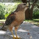 Don Brass - @brassdon - Instagram